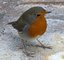 Pettirosso (Erithacus rubecula)